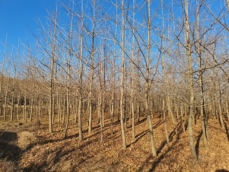 2025��-������