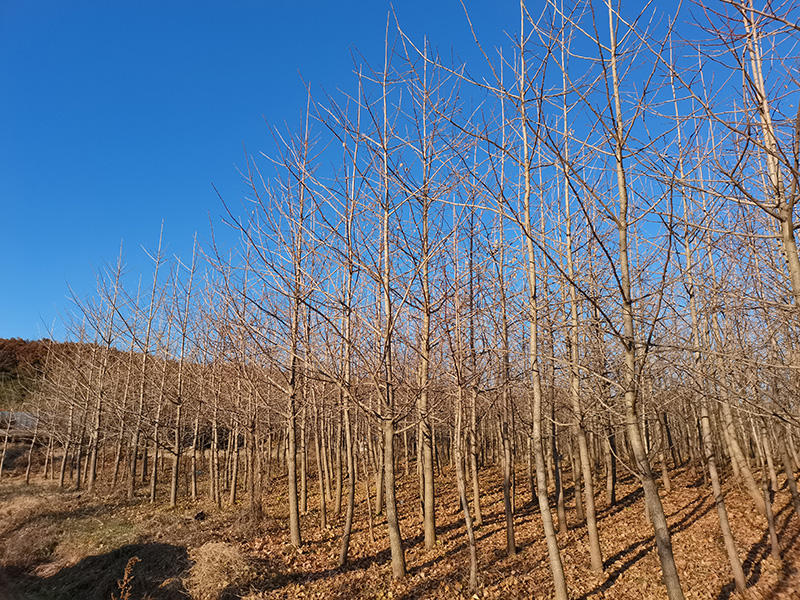 2025��-������