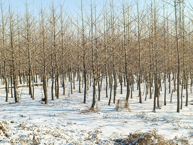 2025��-������